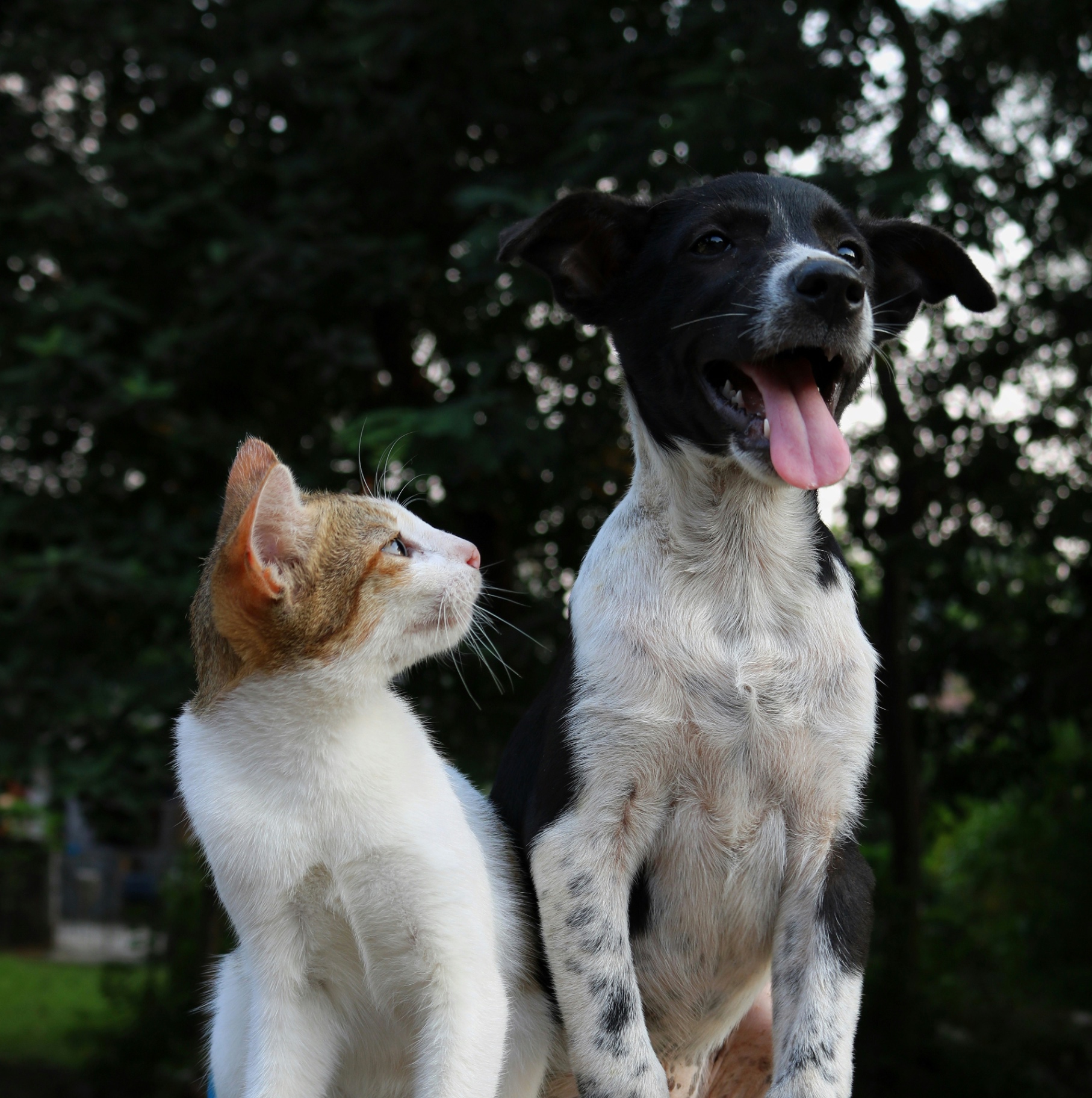 A happy dog and a curious cat — the everyday moments Ploof+ rewards